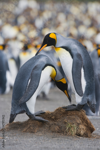 King Penguins on South Georgia Island