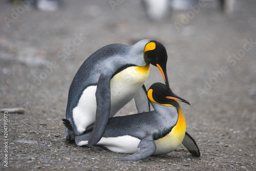 King Penguins mating on South Georgia Island