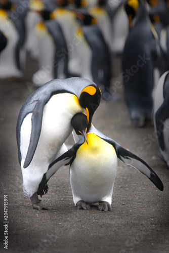 King Penguins on South Georgia Island