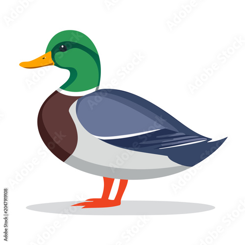 Flat design illustration of a mallard duck