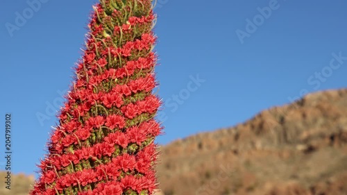 Red tajinaste flower close up in Tenerife