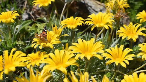 Butterfly and yellow flowers swinging in the wind