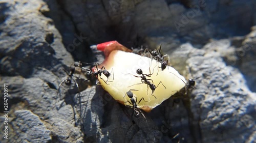Ants feeding on a piece of apple on the rock