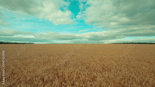 Bild auf Leinwand A Vast expanse of Wheat Field sprawls broadly Under a Bright and Clear Sky above