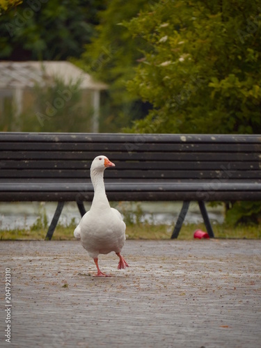 white goose on the pier