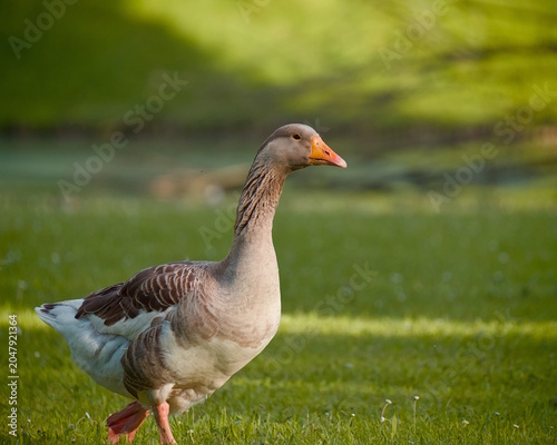 goose running on the meadow