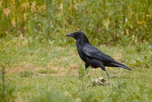 crow walking on the grass