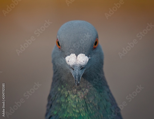 close up of a pigeon