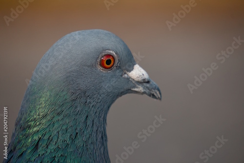 close up of a pigeon
