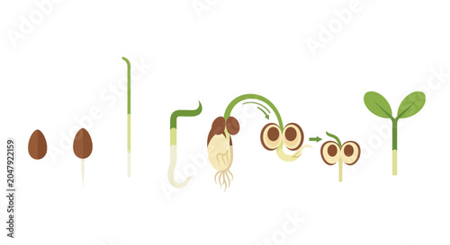 Tableau sur toile Plant Growth Stages: Seed to Sprout Illustration