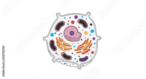 Foto Plant Cell Diagram: Nucleus, Mitochondria, Golgi Apparatus, Vacuole