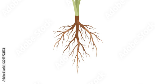 Foto Plant Roots and Stem Isolated on White Background
