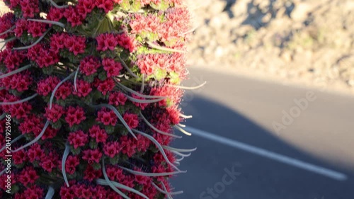 Macro detail of red tajinaste blossoms