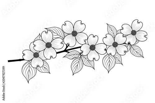 Obraz na płótnie Dogwood branch silhouette with flowers and leaves