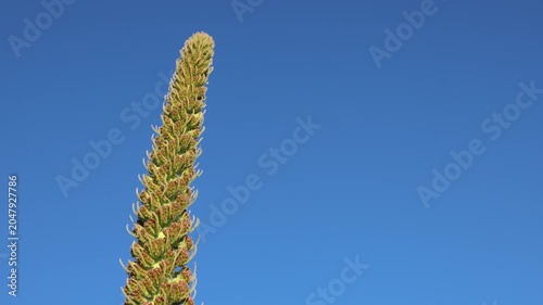 Green tajinaste flower spike against blue sky