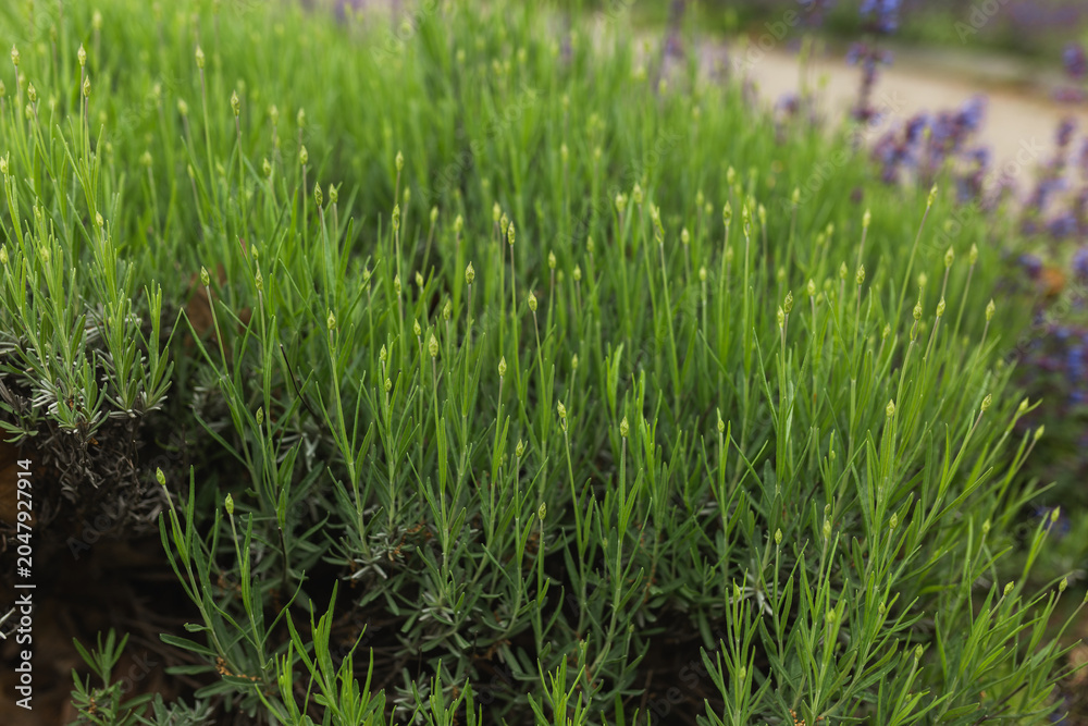 Fototapeta premium Close up of vibrant green lavender leaves and unopen flower buds.