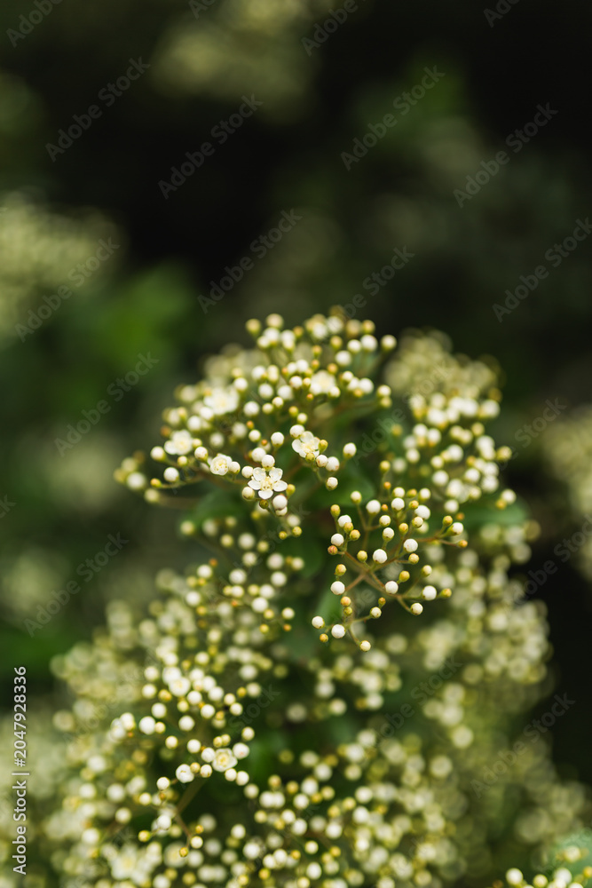 Obraz premium Close up of delicate white flowers blooming on pyracantha plant.