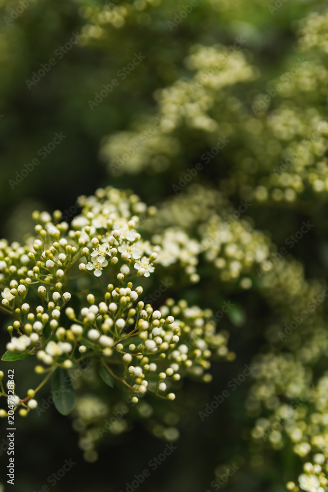 Obraz premium Clustering white flowers and buds on a green hedge shrub.