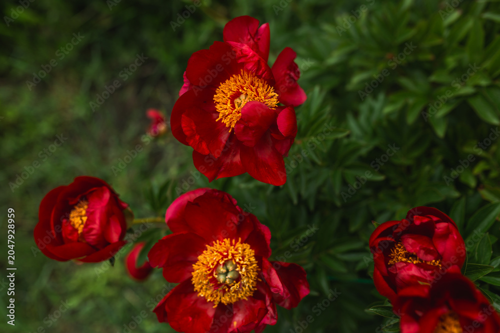 Obraz premium Red semi double peony flowers with yellow stamens.