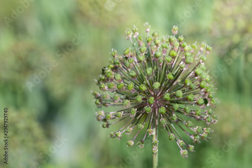 Faded ornamental garlic is growing in the garden. Water droplets have gathered on the bulbs. The photo is in landscape orientation.