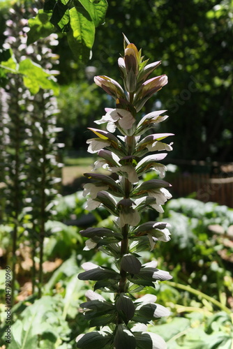 Фотография Acanthus mollis flower spike blooming in garden