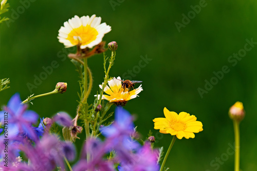 Foto A bee collects nectar from a yellow and white daisy with a blurred green background