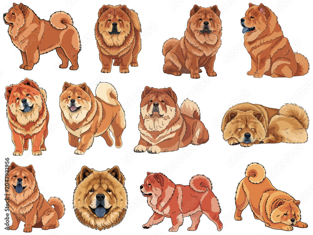Fototapeta premium Chow Chow dog 12 profile poses collection vector illustration