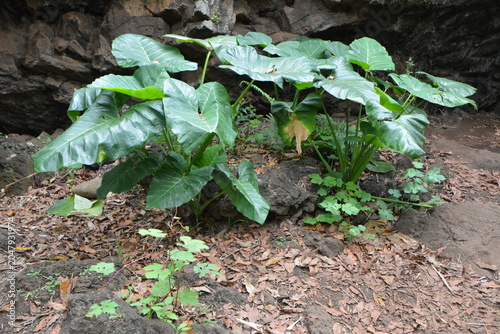Wildflowers and Native Vegetation of Rapa Nui (Easter Island), Chile


