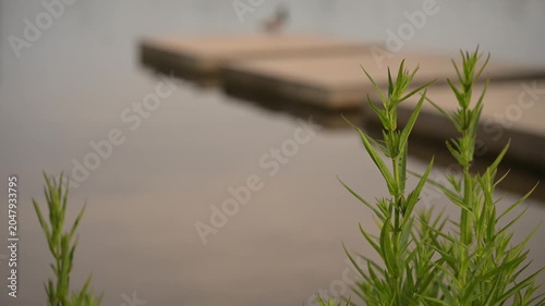 Static 4K video of a wild plant swaying in the breeze near a quiet river at sunset. Perfect natural backdrop for peaceful commercial projects.
