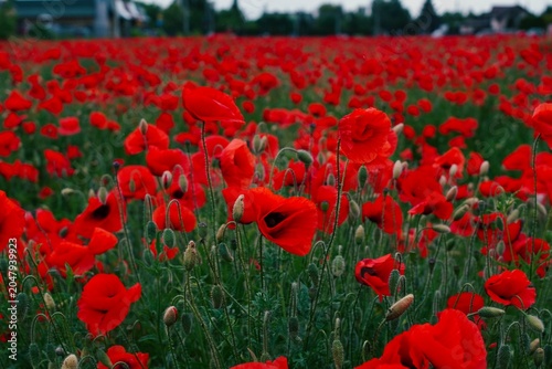 Vibrant red poppy field in full bloom under natural daylight close up.