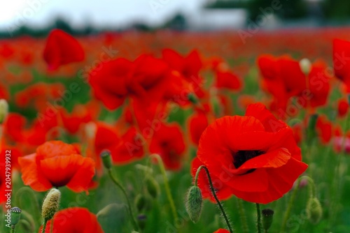 Vibrant red poppy field in full bloom under natural daylight close up.