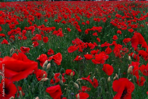 Vibrant red poppy field in full bloom under natural daylight close up.
