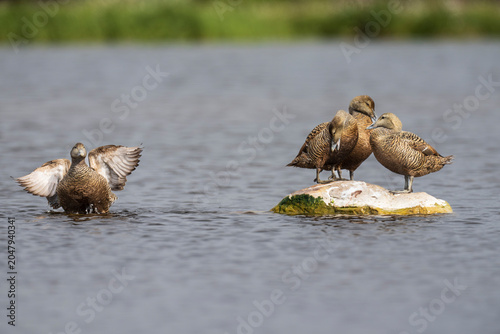 Fotografie Common eider (Somateria mollissima)