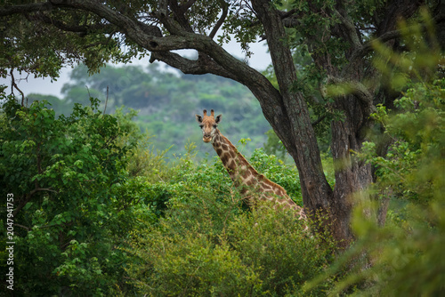 Foto South African giraffe (Giraffa camelopardalis giraffa) standing amidst lush gree