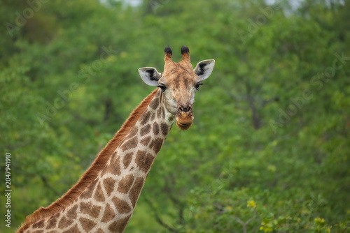South African giraffe (Giraffa camelopardalis giraffa) standing amidst lush green bushveld vegetation