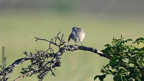 A Northern Wheatear (Oenanthe oenanthe) preens its feathers in a natural habitat. Beautiful slow-motion wildlife footage with a soft, attractive background.