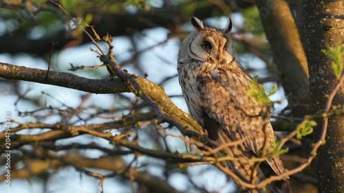 A Long-eared Owl (Asio otus) sits calmly in its natural habitat. Beautiful slow-motion wildlife footage showcasing this majestic bird of prey in the wild.