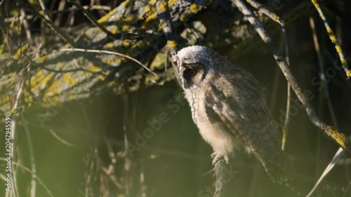 A young Long-eared Owl (Asio otus) chick sits on a branch in its natural habitat.