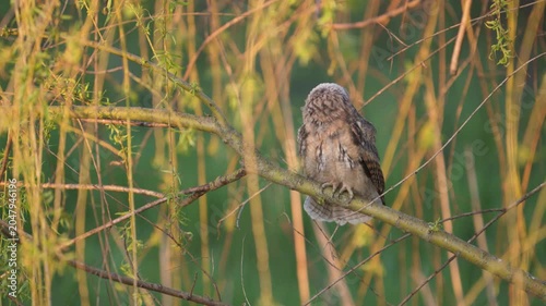 A young Long-eared Owl (Asio otus) chick sits on a willow tree branch and preens its feathers in its natural habitat. Beautiful slow-motion wildlife footage showcasing natural bird behavior.
