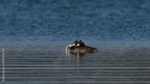 A pair of Great Crested Grebes (Podiceps cristatus) resting peacefully on a lake in their natural habitat. Beautiful slow-motion wildlife footage captured in the wild.