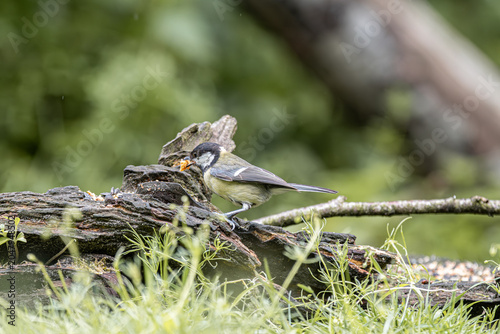 Obraz na plátne Great tit bird pecking at food on a mossy log in a natural setting