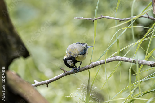 Quadro su tela A colorful bird perched on a branch foraging in nature