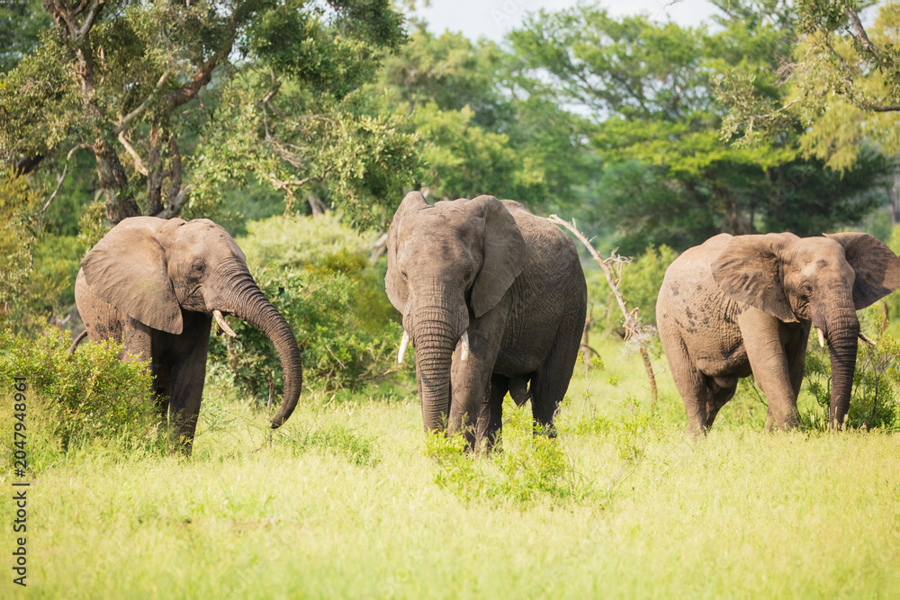 Fototapeta premium A small herd of African bush elephants (Loxodonta africana) walking through green savanna grassland, South Africa