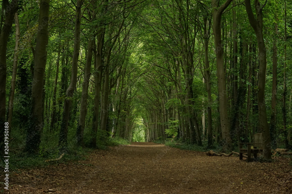 Fototapeta premium roman road, wandlebury country park, cambridgeshire, May 2026, trees, woods, nature, spring, green tunnel, shade, green path