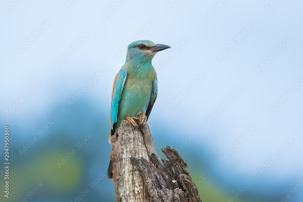 Obraz premium European roller (Coracias garrulus) with brilliant turquoise plumage perched on a dry tree stump, South Africa