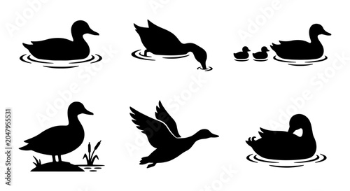 Fotografi Duck Silhouettes Collection: Aquatic Birds in Various Poses, Vector Graphics for