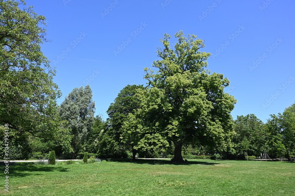 Fototapeta premium Stadtgarten in Achern