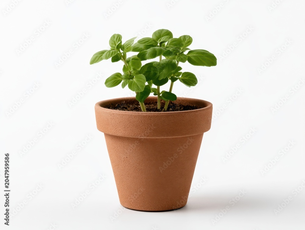 Fototapeta premium Fresh Green Plant in Terracotta Pot on White Background for Growth Concept