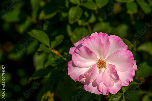 Obraz na płótnie Soft Pink Matilda Rose with Soft Garden Bokeh Background