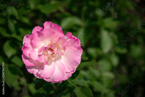 Foto Soft Pink Matilda Rose with Soft Garden Bokeh Background